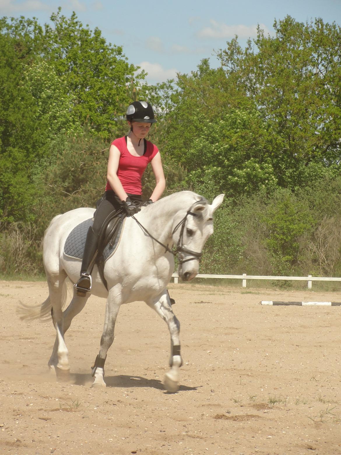Hollandsk Sportspony V.P. Hestia - Elsker dig såååååå højt! <3  billede 15