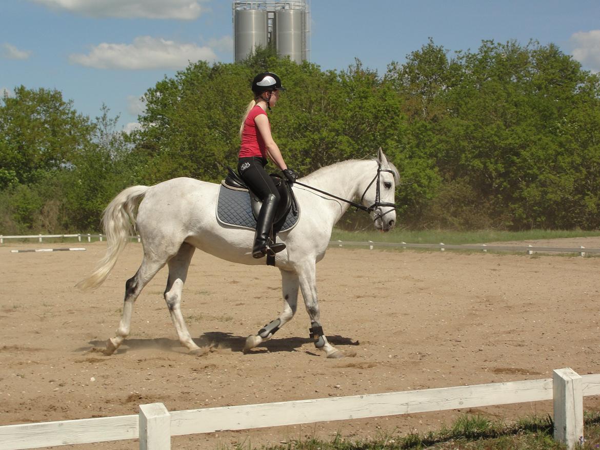 Hollandsk Sportspony V.P. Hestia billede 16
