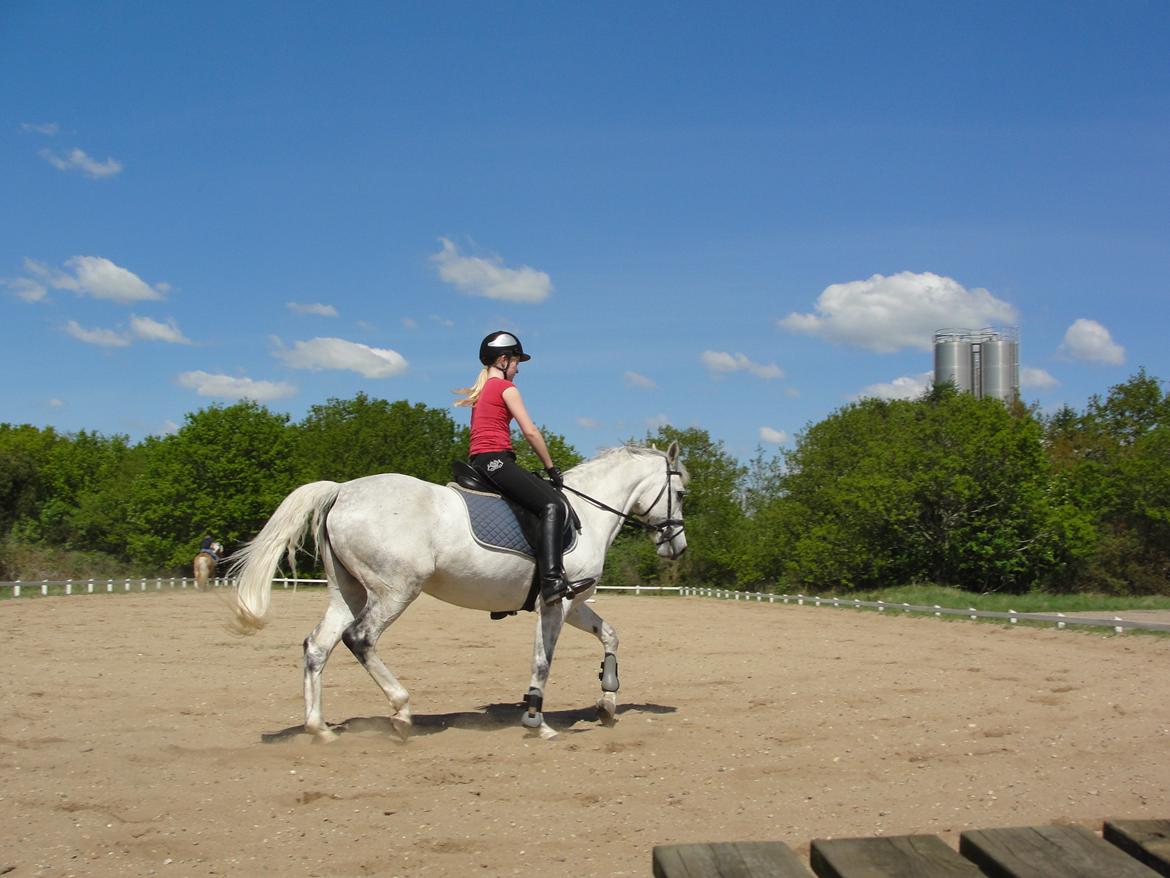 Hollandsk Sportspony V.P. Hestia billede 18