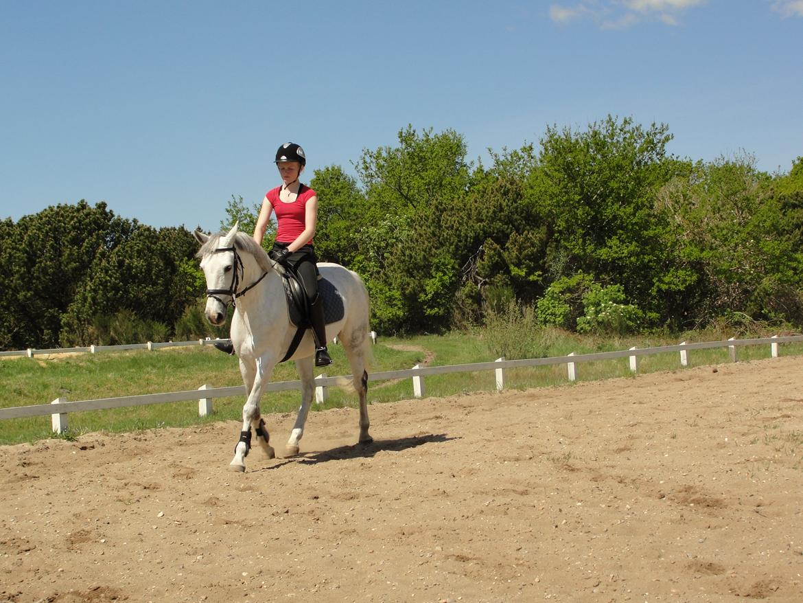 Hollandsk Sportspony V.P. Hestia billede 19