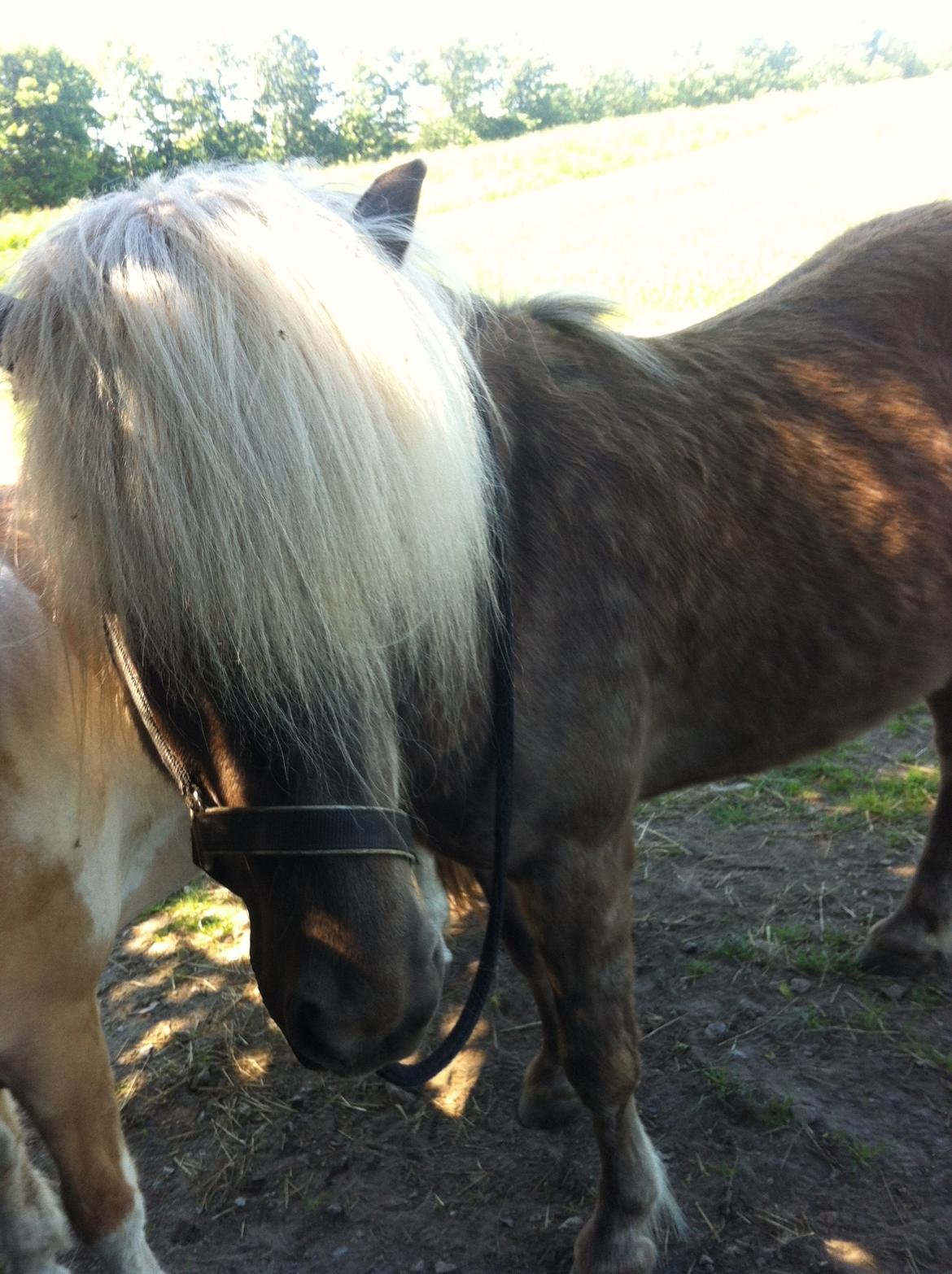 Islænder Así - Første gang jeg var ude ved ham, efter jeg havde fået part på ham. <3 billede 5