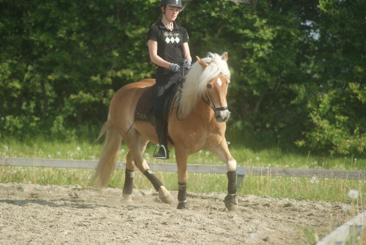 Haflinger Kløvs Wito - Træning maj 2013 billede 2