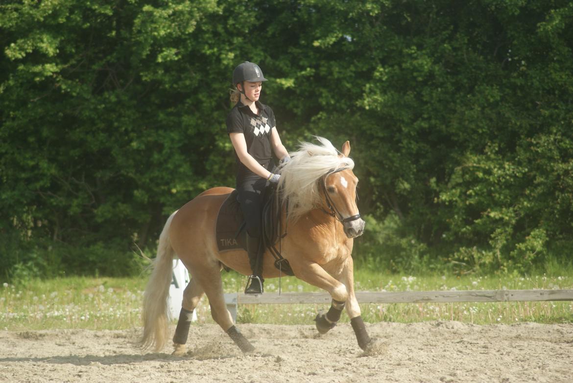 Haflinger Kløvs Wito - Træning maj 2013 billede 20