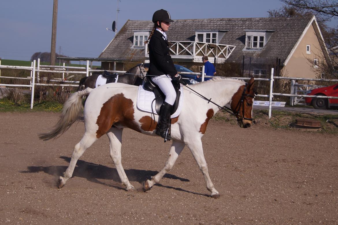 Anden særlig race Feleks aka. Grisling - Feleks til dressurstævne :) 67,9% billede 12