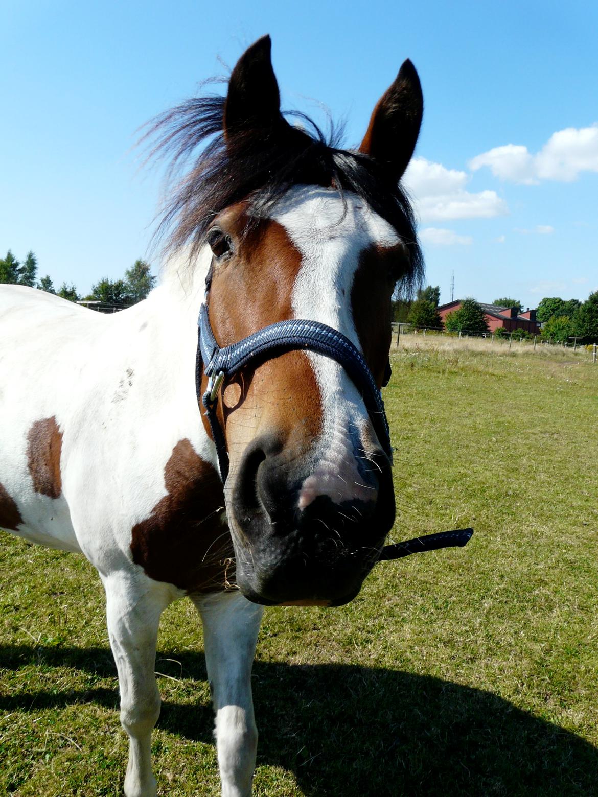 Anden særlig race Feleks aka. Grisling - Tak fordi i kiggede med!! Møsss <3 billede 20