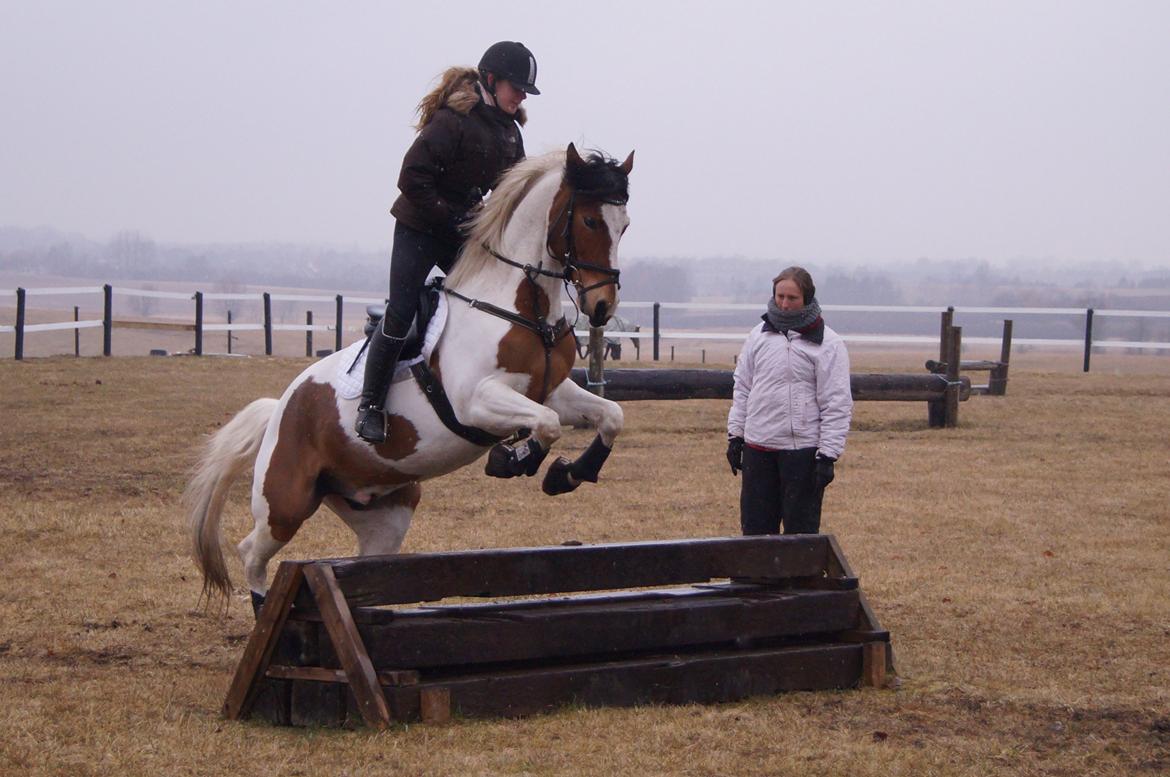 Anden særlig race Feleks aka. Grisling - Feleks til terræntræning :) billede 14