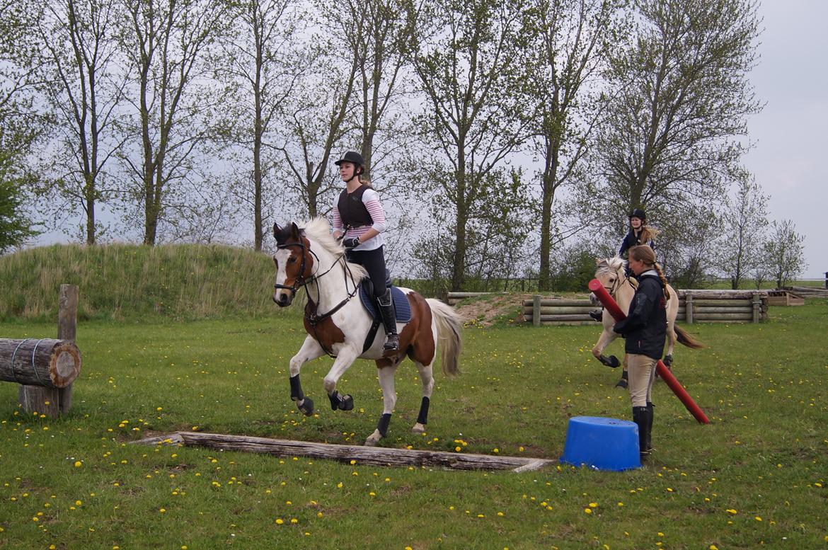 Anden særlig race Feleks aka. Grisling - Feleks til terræntræning :) billede 15