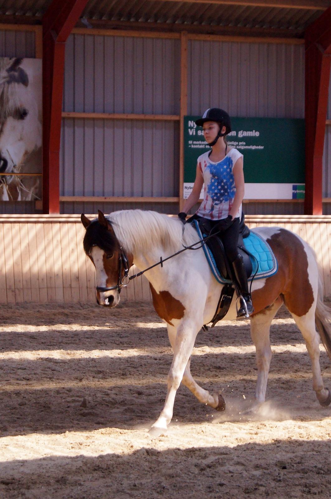 Anden særlig race Feleks aka. Grisling - Feleks til dressurundervisning :)
 billede 16