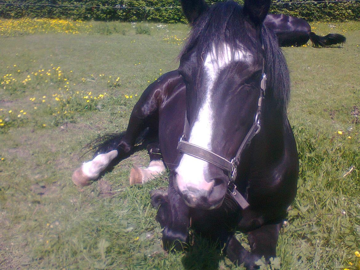 Anden særlig race Bertil - Bertil, juni 2013. billede 17