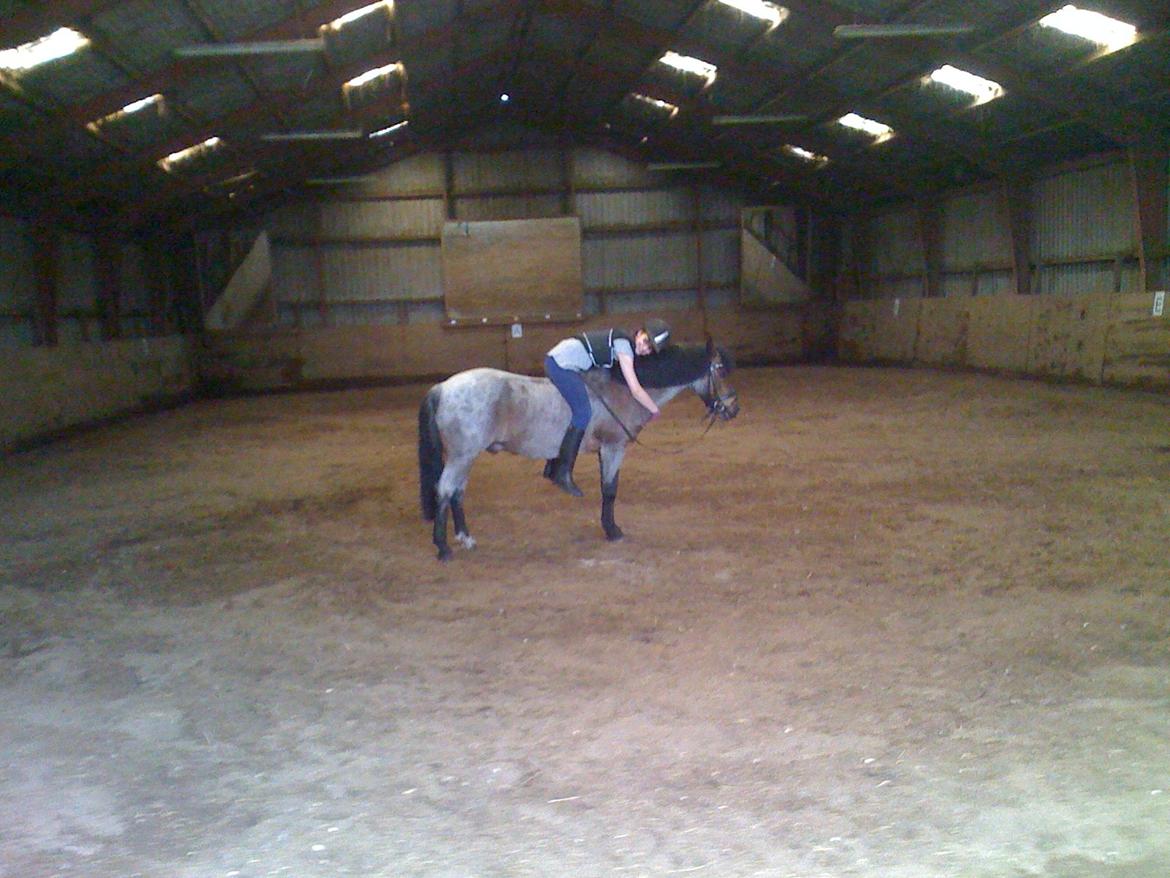 Welsh Mountain (sec A) Mr. Jones - "Okay så, lille pony, så lad os hygge. Jeg ooorker heller ikke dressur." - "Jubii!! Soooove! Og ikke mere af det der 'dressur'! Mit liv er fuldendt!" Og højt grin af ponyen. :p xD Jep, vi orkede ikke mere dressur, så vi tog os en lur. ;) billede 38