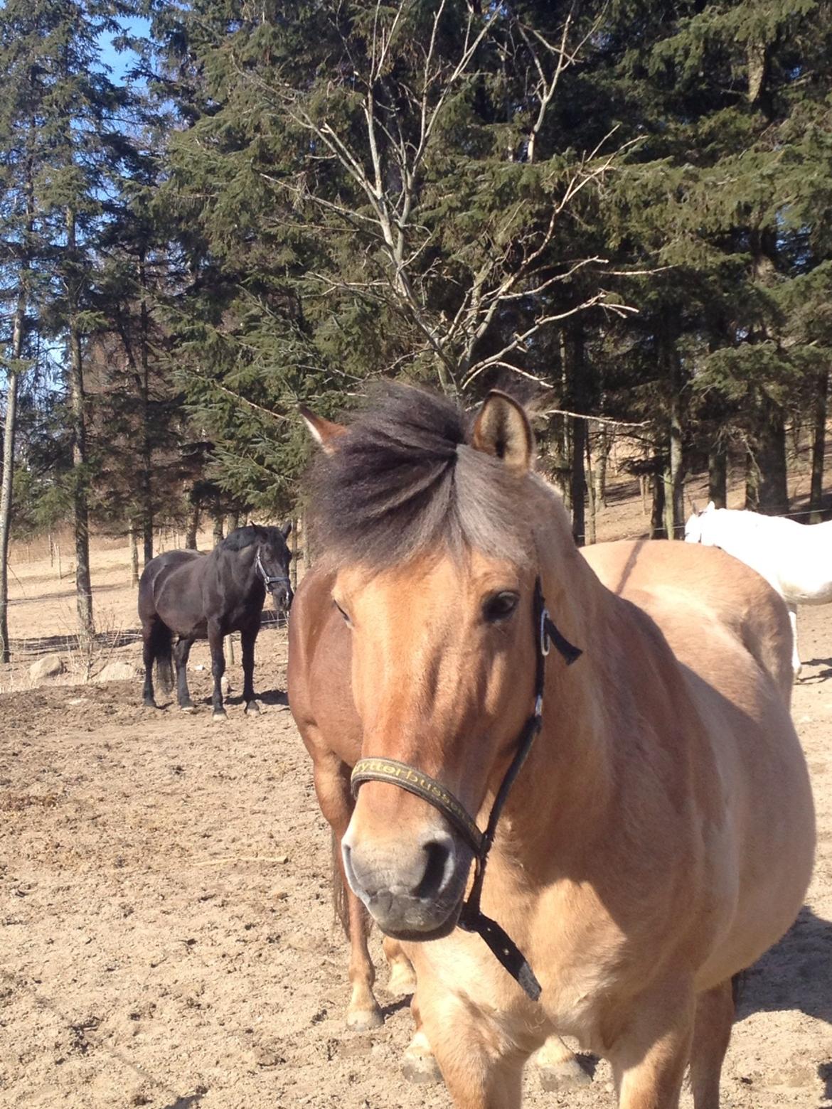 Anden særlig race Thor billede 1