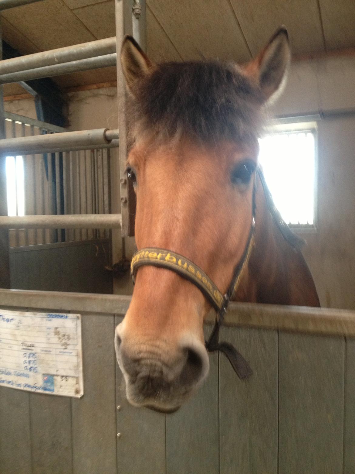 Anden særlig race Thor billede 2