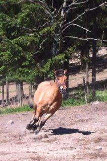 Anden særlig race Thor billede 3