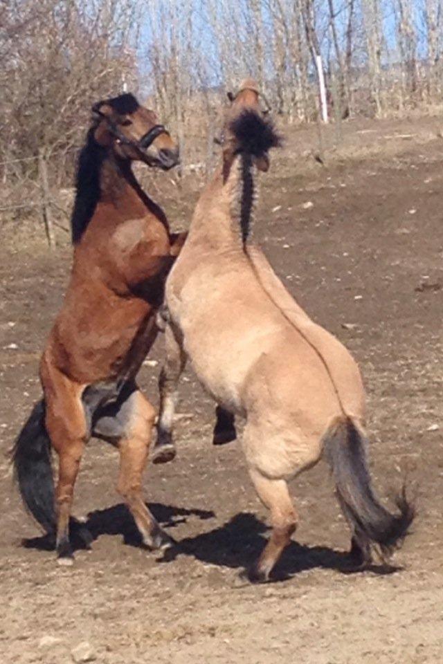 Anden særlig race Thor billede 4