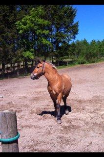 Anden særlig race Thor billede 5