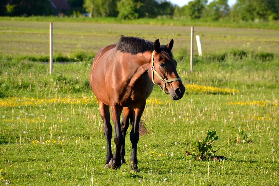 Dansk Varmblod Silhouette billede 2