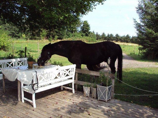 Oldenborg FanFan - Plejer at være katten der går på bordet. =) billede 15