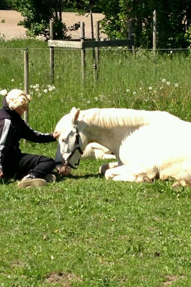 Palomino Bonette (Sanne) - 3. juni 2013 - første dag efter foling, en meget træt mor. billede 1