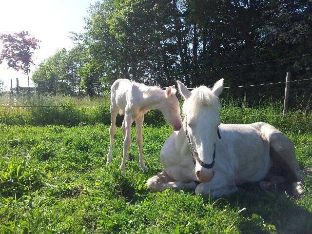 Palomino Bonette (Sanne) - 2 skønne piger, som betyder ufattelig meget for mig! billede 12