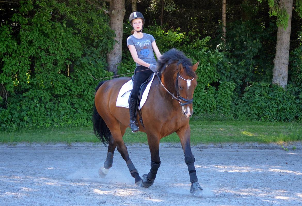 Oldenborg • Malibu af Toftelundgaard • billede 16