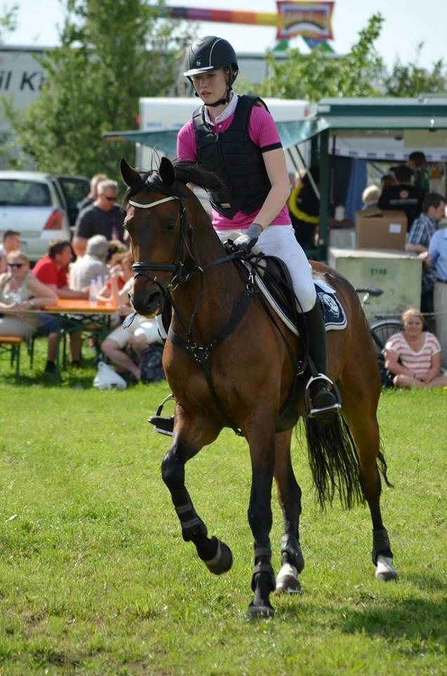 Tysk Sportspony Sultan billede 18