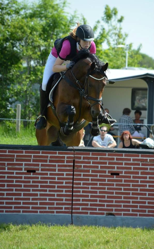 Tysk Sportspony Sultan billede 19