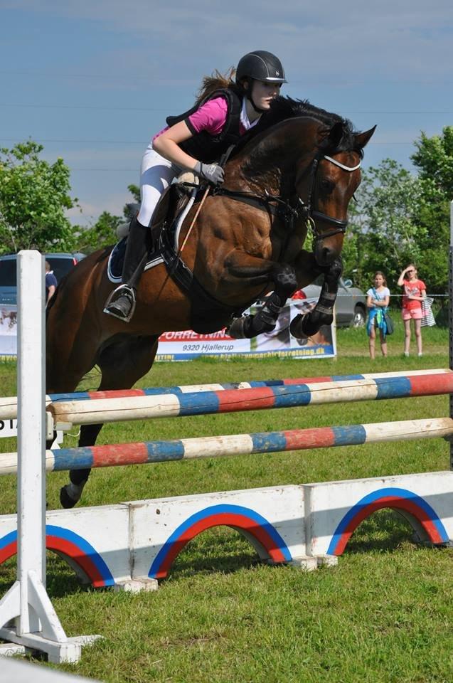 Tysk Sportspony Sultan billede 20