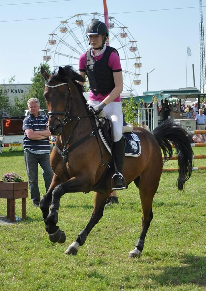 Tysk Sportspony Sultan billede 3