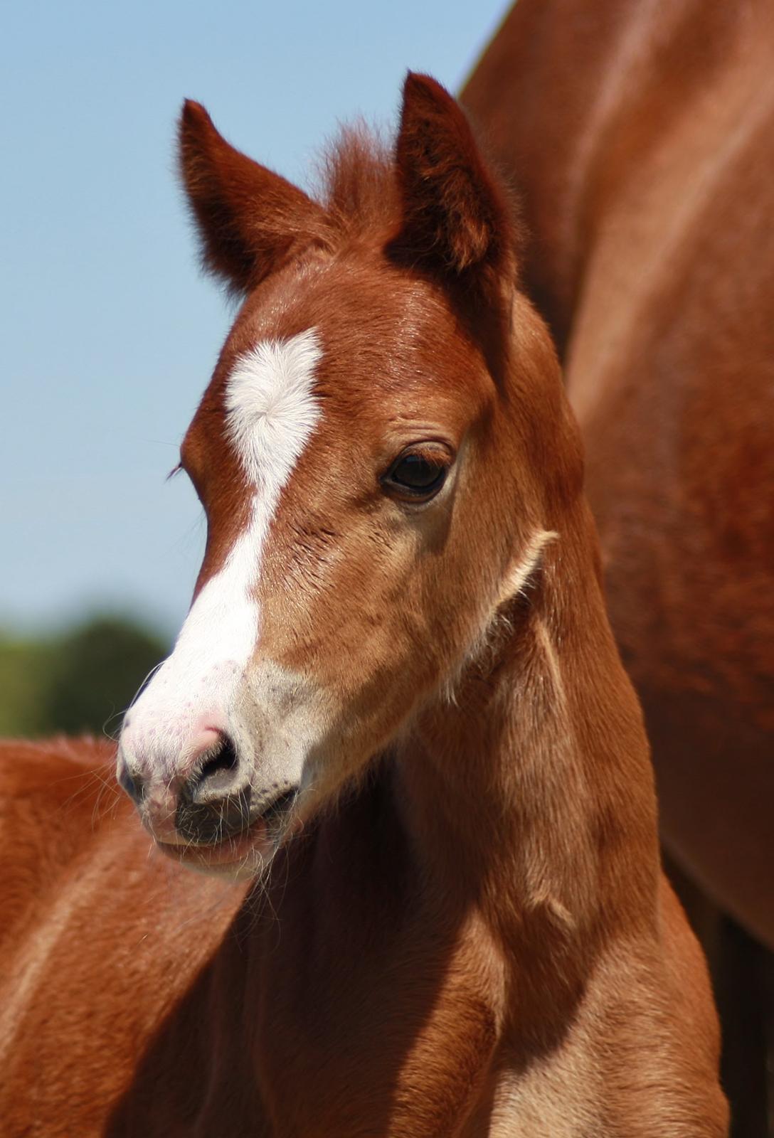 Welsh Mountain (sec A) Melanders Royal Dream - 4 dage gammel =) Såh smukt et hoved billede 6