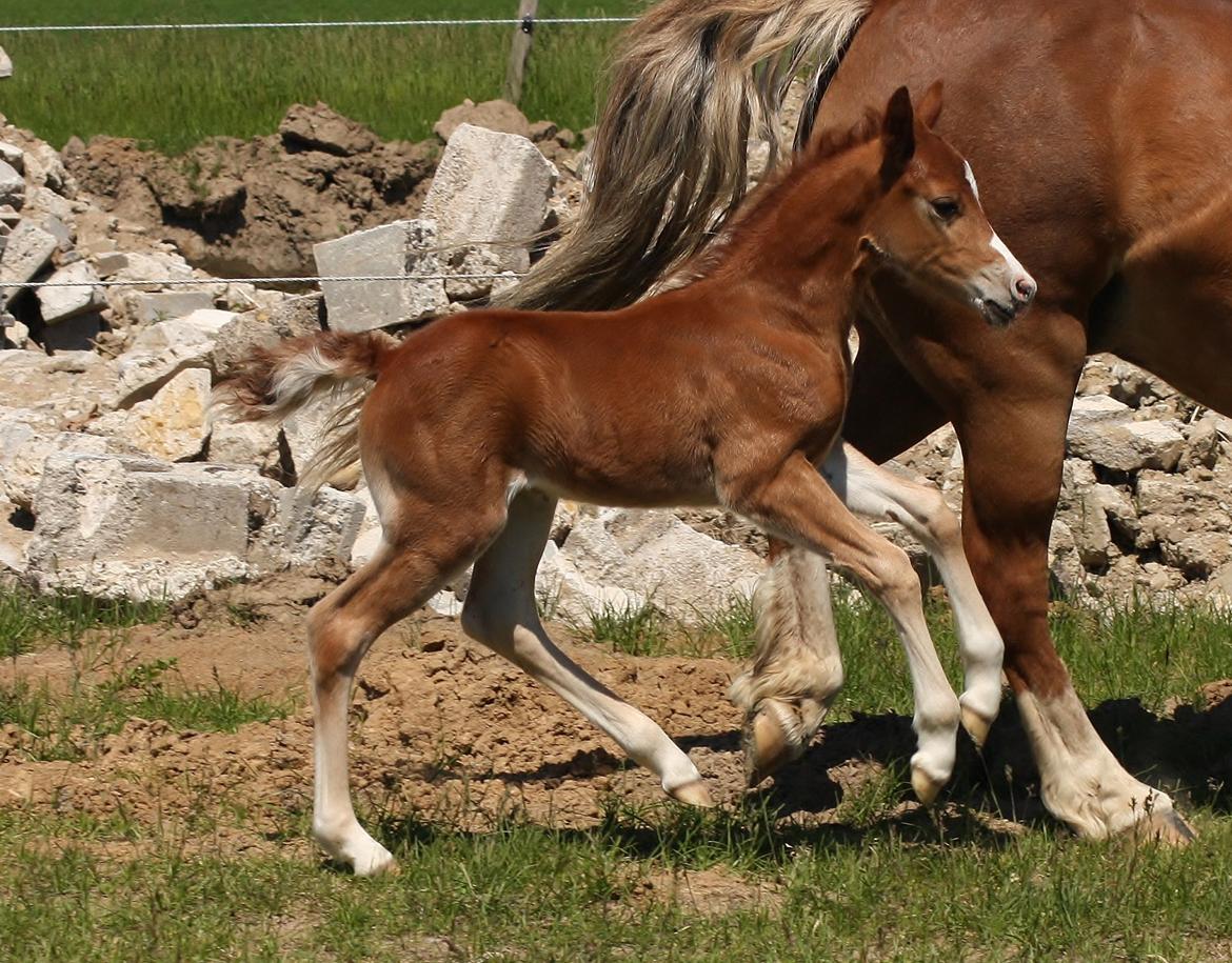 Welsh Mountain (sec A) Melanders Royal Dream billede 13