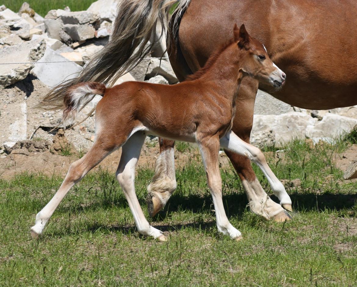 Welsh Mountain (sec A) Melanders Royal Dream billede 14