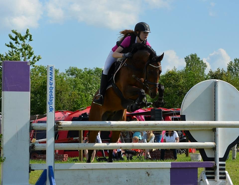 Tysk Sportspony Sultan billede 5