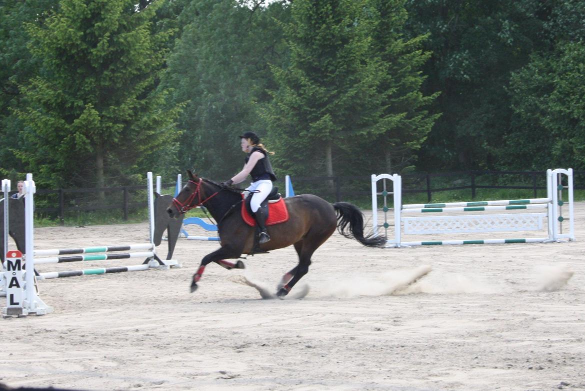 Anden særlig race Flying Maddie billede 18