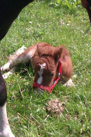 Shetlænder Margurittens Prinsesse Bella - 3 dage gammel :-) billede 1