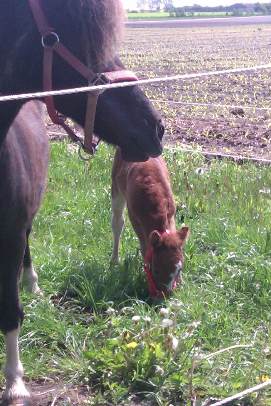 Shetlænder Margurittens Prinsesse Bella billede 2