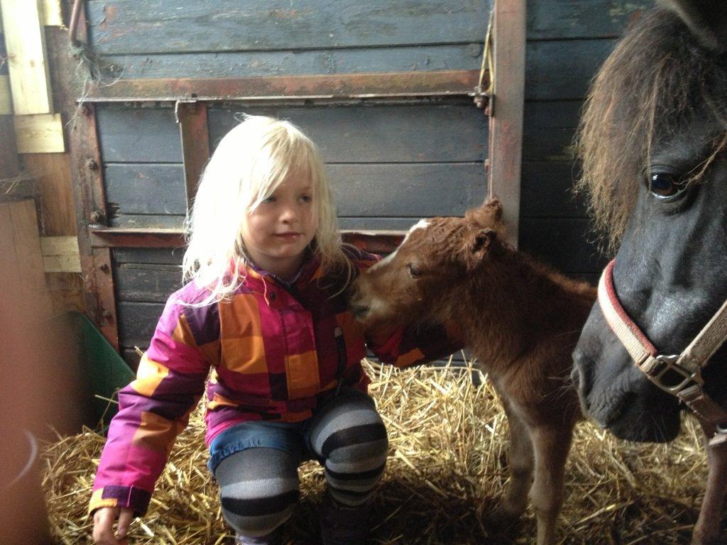 Shetlænder Margurittens Prinsesse Bella - Celina, min niece og hendes to ponyer :-) billede 3