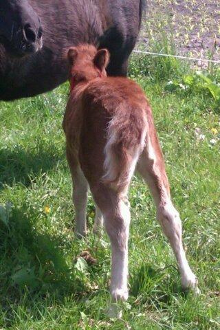 Shetlænder Margurittens Prinsesse Bella billede 4