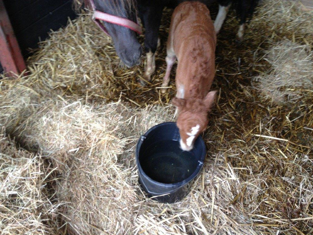 Shetlænder Margurittens Prinsesse Bella - Vand er vådt !! billede 6