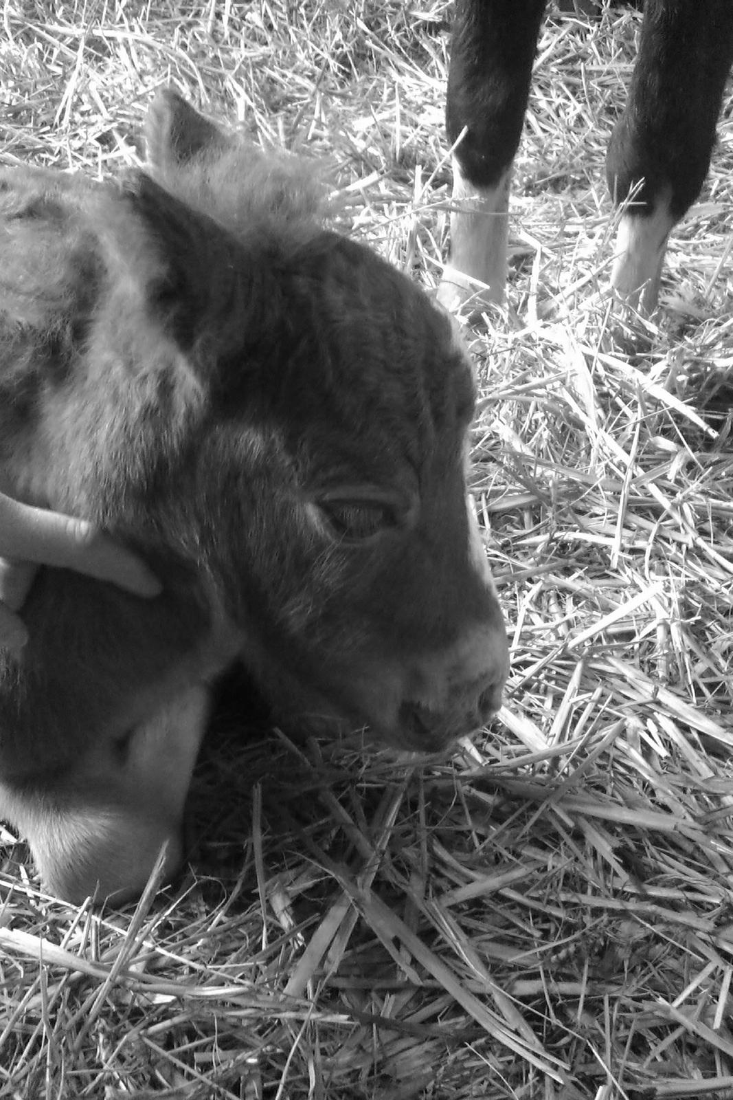 Shetlænder Margurittens Prinsesse Bella - Åh, en lille træt Bella.. billede 5