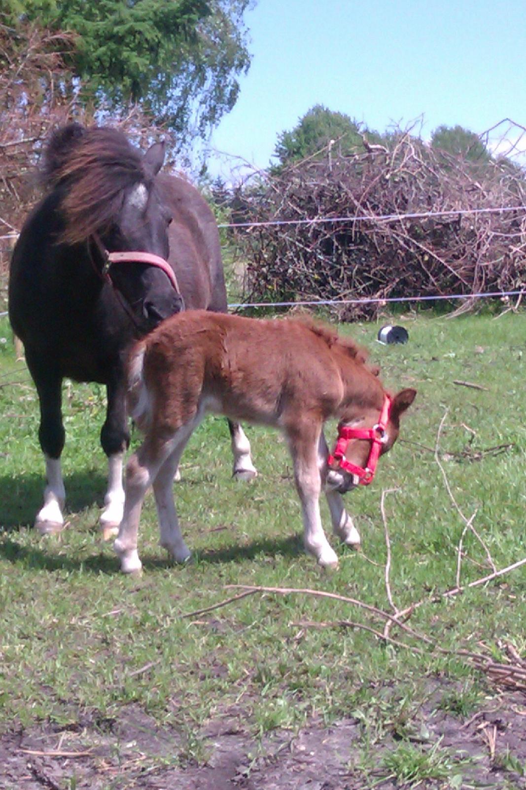 Shetlænder Margurittens Prinsesse Bella - Den der grime er altså ikke et hit! billede 7