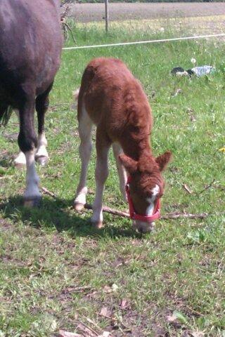 Shetlænder Margurittens Prinsesse Bella billede 8