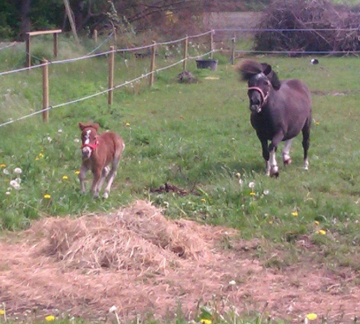 Shetlænder Margurittens Prinsesse Bella - Sådan var de to-tre første dage - nu gider Mor Agnes ikke spæne hysterisk efter hende mere.. billede 9