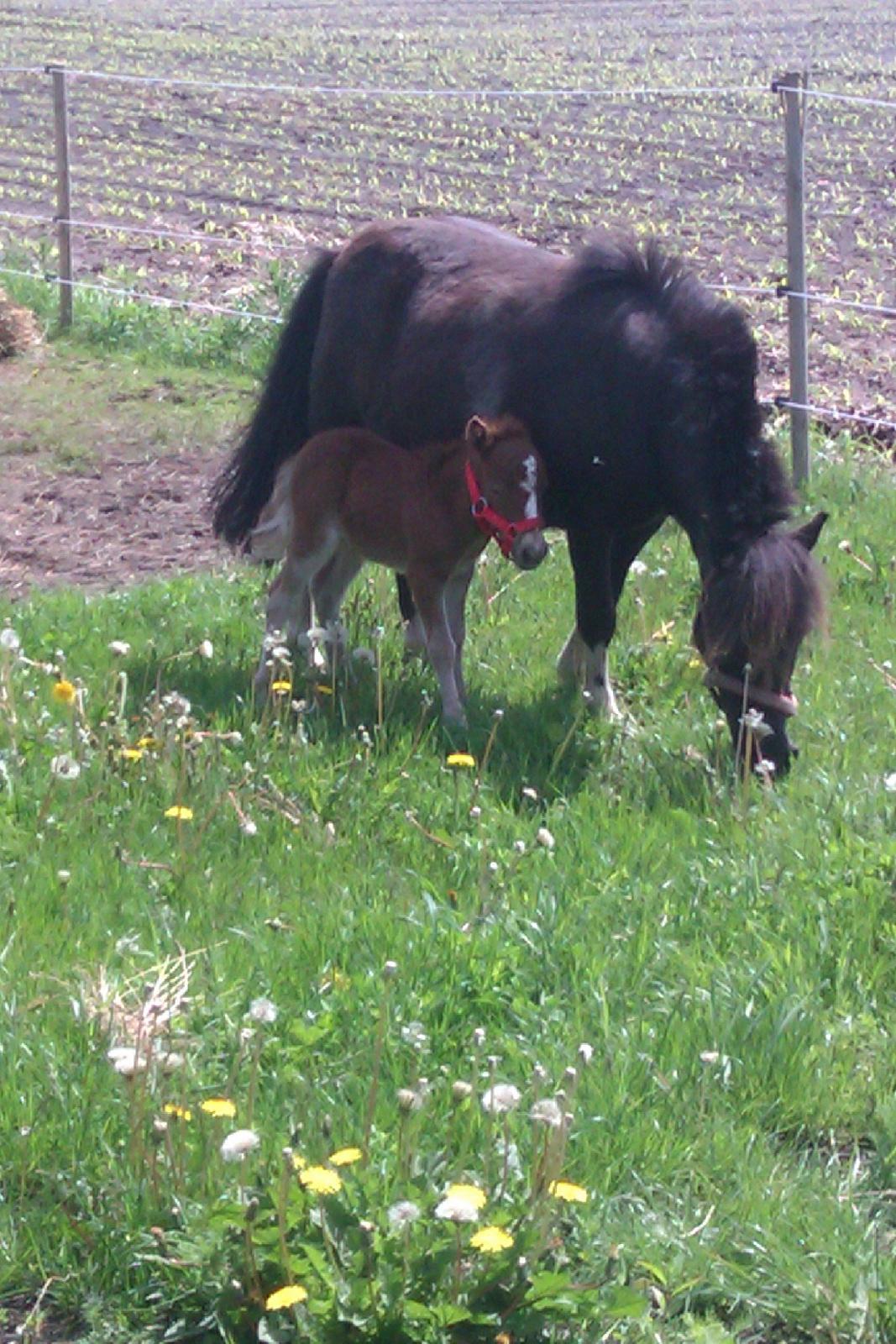 Shetlænder Margurittens Prinsesse Bella billede 10