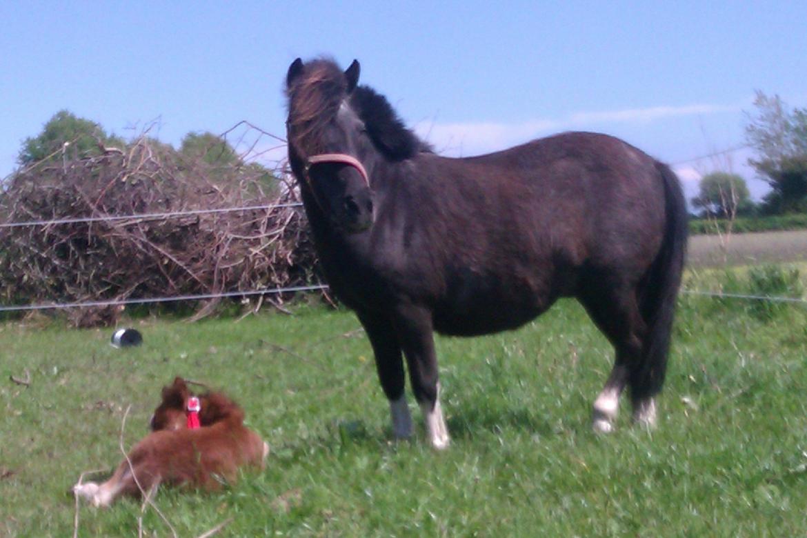 Shetlænder Margurittens Prinsesse Bella billede 11