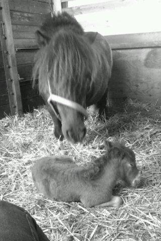 Shetlænder Margurittens Prinsesse Bella - Mor/datter billede.. billede 12