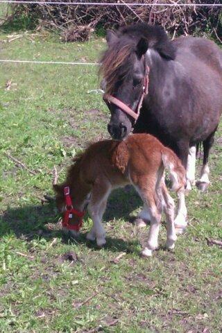 Shetlænder Margurittens Prinsesse Bella billede 13