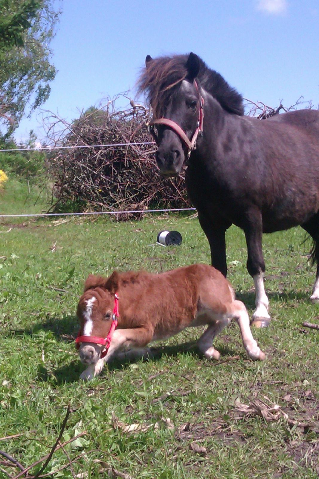 Shetlænder Margurittens Prinsesse Bella - Hov - et blandt MANGE styrt! billede 14