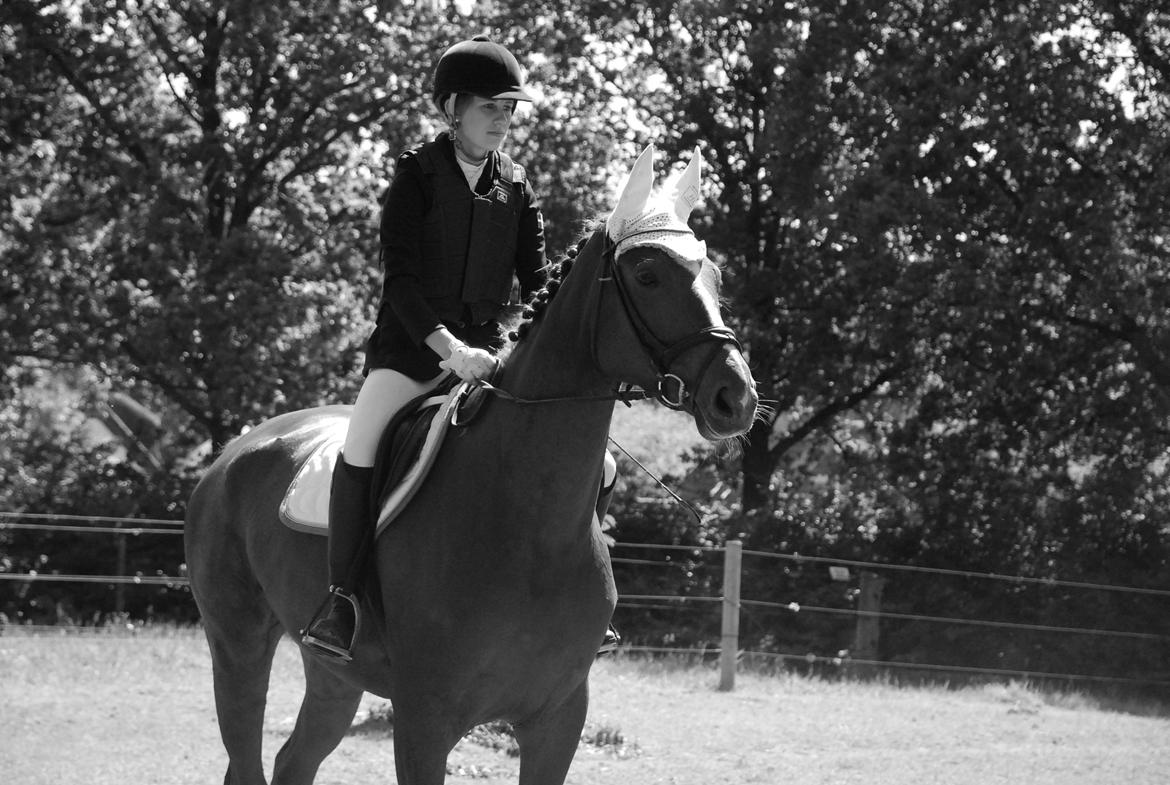 Dansk Varmblod Carmen Electra - Carmen til spring d. 5 Juni  billede 16