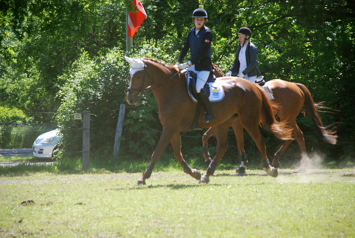 Dansk Varmblod Carmen Electra - Carmen til spring d. 5 Juni billede 17