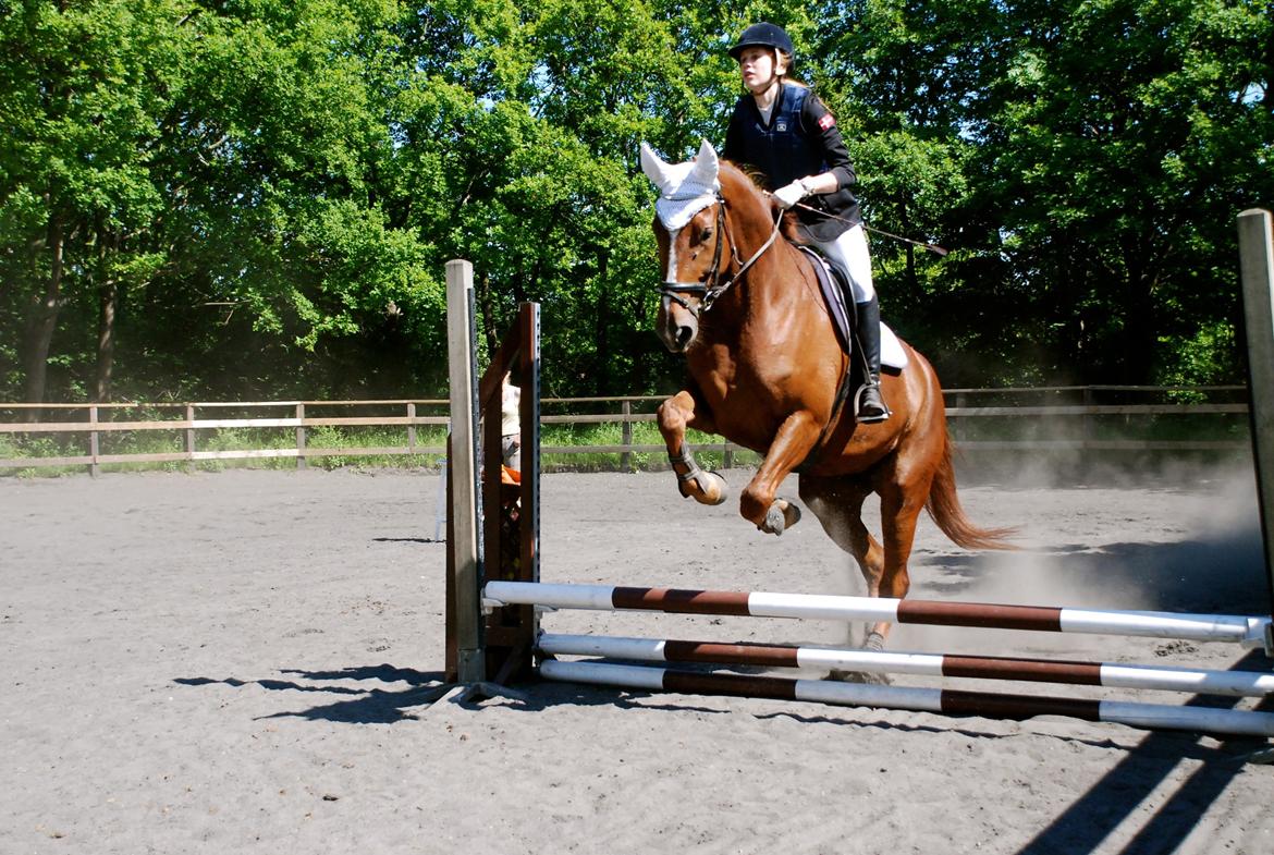 Dansk Varmblod Carmen Electra - Carmen til spring, d. 5 Juni billede 18